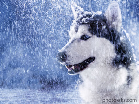 عکس گرگ در کولاک زمستان winter storm wolf