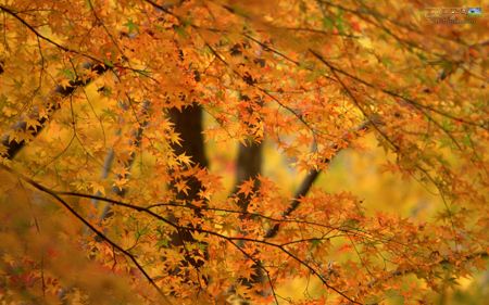 منظره برگ های پاییزی autumn landscape