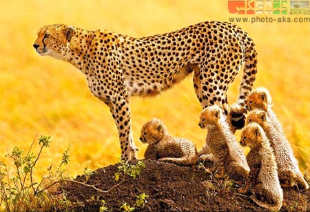 چیتا های افریقایی african cheetah wallpaper