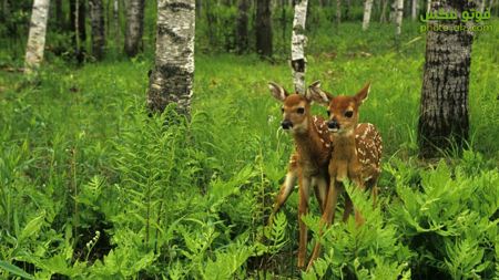 بچه آهو ها در جنگل deer baby in jungle