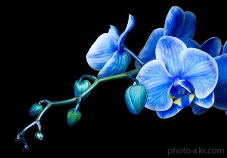 گل ارکیده آبی فیروزه ای aks gole orkide abi