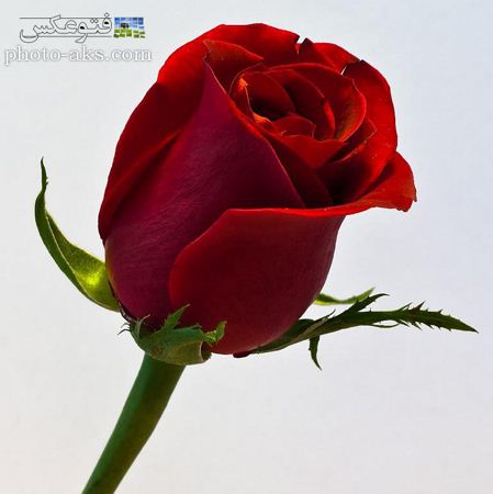 عکس شاخه غنچه گل رز bench of red rose