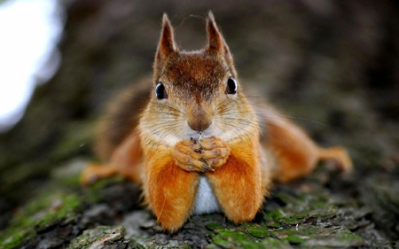عکس های جالب سنجاب ها aks jaleb sanjab ha