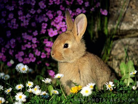 عکس خرگوش ناز میان گل ها aks khargoosh