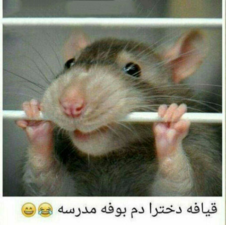 عکس موش بامزه خنده دار aks mosh bamazeh