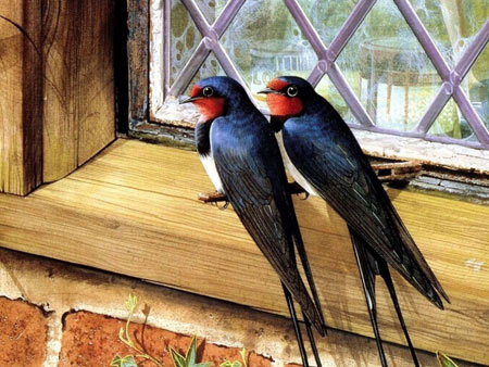 عکس پرنده پرستو کنار پنجره aks parandeh parasto