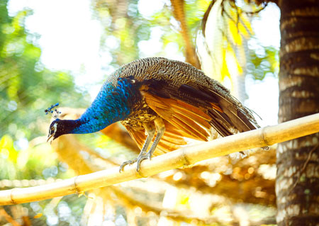 عکس پرنده طاووس زیبا aks parande tavoos