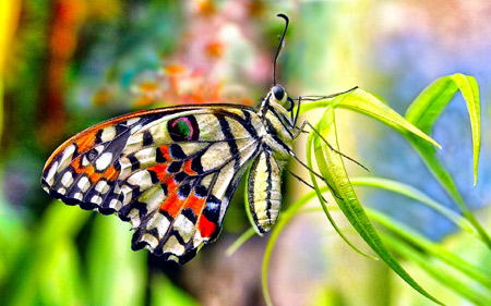 عکس پروانه زیبا روی برگ aks parvaneh ziba