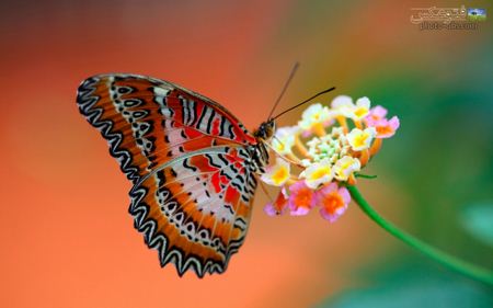 عکس پروانه بسیار زیبا aks parvaneh ziba