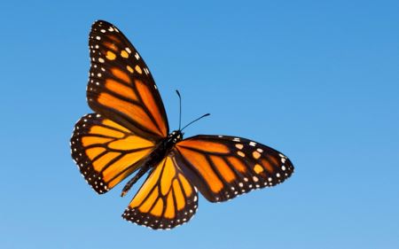 عکس پروانه شهریار Monarch butterfly