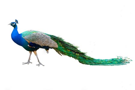 عکس پرنده زیبا طاووس peacock bird picture