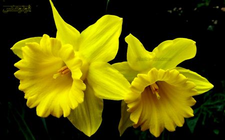 والپیپر گل نرگس بزرگ narcissus flowers