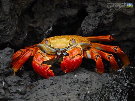 عکس خرچنگ دریایی بزرگ crab wallpaper