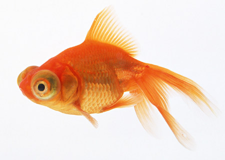 عکس ماهی قرمز aks mahi ghermez