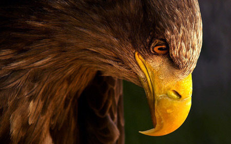 عکس زیبای عقاب aks oghab