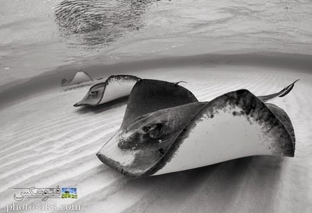 عکس سیاه و سفید سفره ماهی black and white manta ray