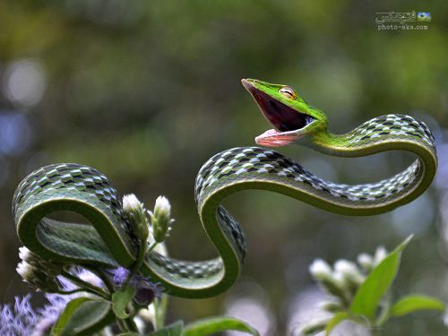 عکس جالب از مار کوچک amazing snake