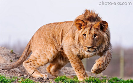 والپیپر شگفت انگیز شیر جوان amazing young lion