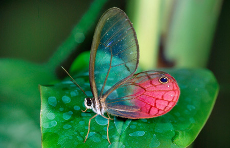 عکس پروانه با بال شیشه ای glasswing butterfly