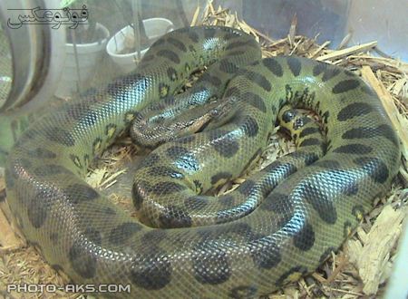 آناکوندا بزرگترین مار دنیا anaclnda snake