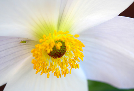 گرده گلبرگ شقایق نعمانی سفید anemone flower petals pollen