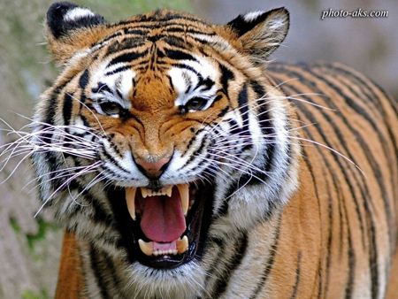ببر خشمگین و عصبانی angry tiger
