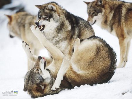 عکس درگیری گرگ های وحشی angry wolves wallpaper