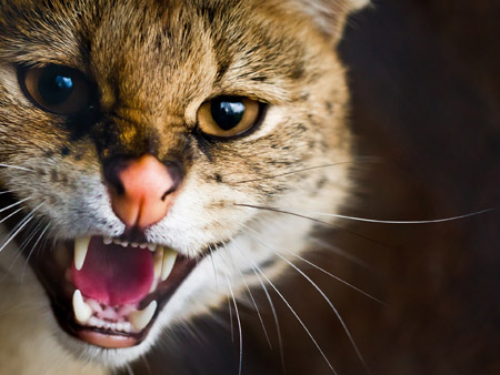 عکس گربه عصبانی angry cat wallpaper