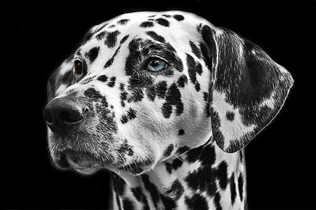 عکس صورت سگ خالخالی dog face
