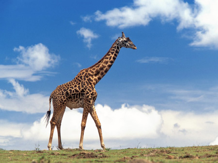 عکس زرافه افریقایی giraffe animal