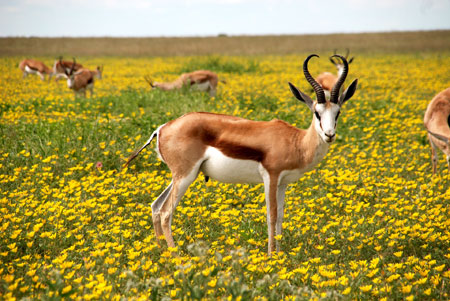 بز کوهی میان گلها animal antelopes bloom