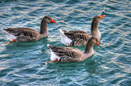 عکس شنا پرنده غازها goose birds