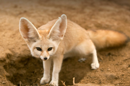 روباه گوش دراز صحرایی فنک animal fennec fox