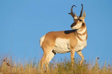 عکس بز کوهی شاخدار antelope animals
