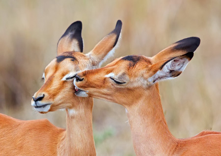 عکس عاشقانه حیوانات antelope love animals