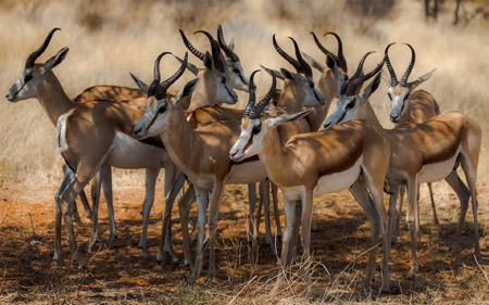 غزال یا بز کوهی آفریقایی antelope nature africa