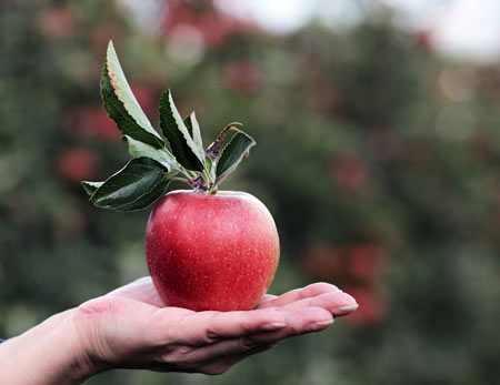 عکس سیب قرمز در دست red apple hand