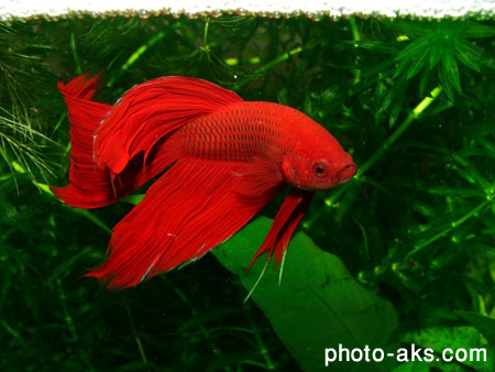 ماهی قرمز آکواریومی red fish in aquarium