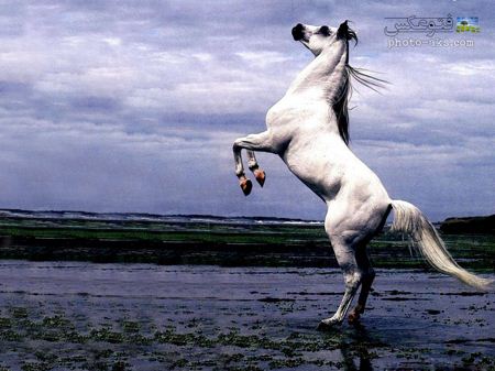 والپیپر اسب عرب سفید white arabian horse