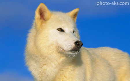گرگ قطبی arctic wolf