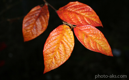 عکس برگ درختان پاییزی autumn leaves wallpapers