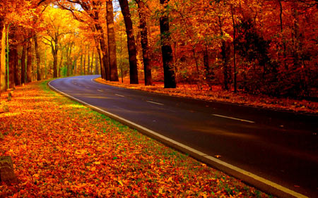 منظره زیبای جاده پاییزی autumn road landscape