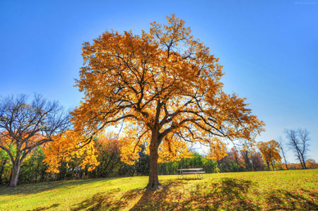 عکس تک درخت پاییزی autumn tree image