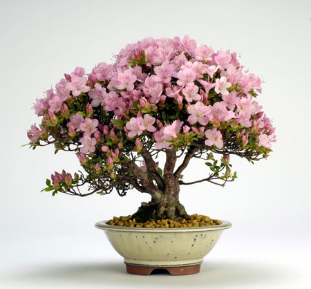 گلدان گل آزالیا صورتی azalea bonsai tree