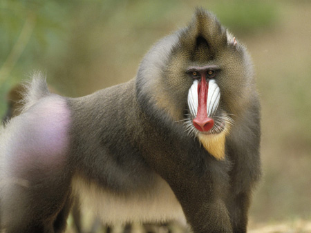 عکس میمون بابون baboon monkey