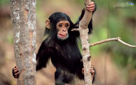 عکس بچه شامپانزه بانمک baby shimpanze picture