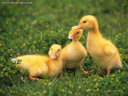 سه جوجه اردک زرد رنگ baby duck yellow