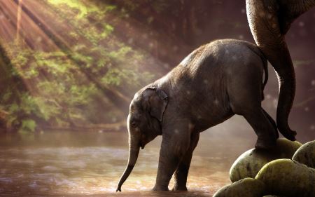 بچه فیل در رودخانه baby elephant