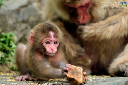 عکس بچه میمون یک ماهه monky baby picture