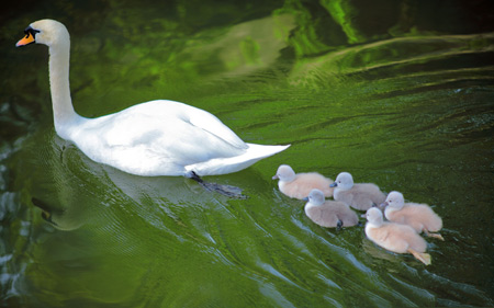عکس پرنده قو مادر و جوجه ها در آب baby swans following mother